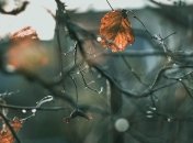 Ноябрь верен себе: синоптик обещает дожди по всей Украине