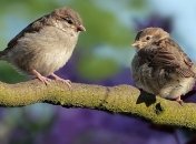 Ученые выяснили, что климат меняется быстрее, чем адаптируются животные