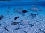 Ученые: как рыбам удается быть невидимыми под водой