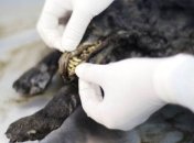 Ученые изучают мозг щенка возрастом 12 400 лет (Видео)