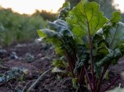 Найкращі терміни для посадки буряка