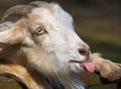 Коза сбежала с бойни, устроив большую пробку с ДТП