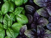 Медики рассказали, чем полезен базилик