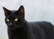 Вера в приметы продлевает жизнь?