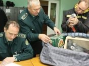 Российские таможенники вернули в Украину попугаев-нелегалов