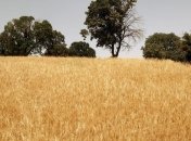 Пшеница дешевеет 4-й день подряд