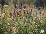 Борщевик Сосновского, белладонна и дурман: аллерголог рассказал, контакта с какими растениями стоит избегать