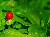 Когда пересаживать клубнику и что необходимо при этом знать