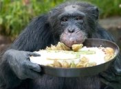 Ученые: Шимпанзе понимают основы кулинарии