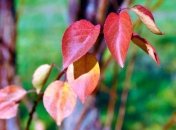 В конце октября 2013 были побиты температурные рекорды 