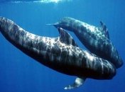 Австралия примет меры для защиты китов