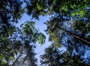 На Ровенщине запрещено посещать леса