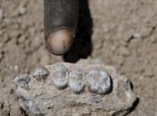 В Африке обнаружили нового предка человека