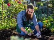 Осенью посадка на огороде не прекращается