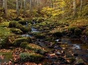 На Прикарпатье разыскивают в лесу 21-летнего юношу с шизофренией