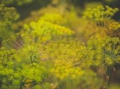 Чим корисний кріп