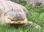 Толстый аллигатор с артритом умудрился сбежать из зоопарка: что известно о его судьбе (фото)