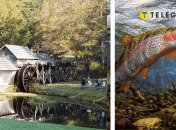 Розведення риби