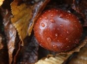 Праздник каштана во Франции