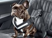 Компания Skoda представила ремень безопасности для собак