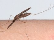 В Украине уже два человека умерло от "завезенной" малярии 
