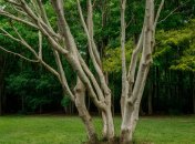 Правильная обрезка очень важна для деревьев (изображение создано с помощью ИИ)