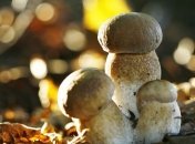 Грибы помогают похудеть быстрее, чем мясо