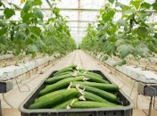 Огірки – обов’язкова культура на городі