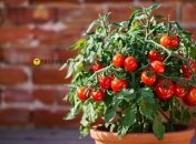 На балконе можно выращивать не только цветы