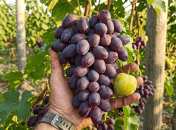 Виноград Рембо — настоящий силач и просто красавец