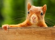 20 тыс видов животных и растений находятся под угрозой вымирания