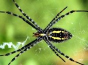 Ученые: укус паука действует на организм, как "Виагра"