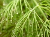 Что кушать, чтобы почки были здоровыми?