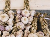 Чеснок не любит места с повышенной влажностью