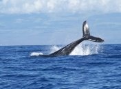 "Природный капитал": какова реальная ценность экосистемы?