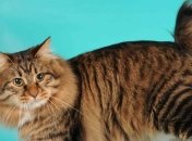 Ученым удалось разгадать одну из тайн кошачьего хвоста