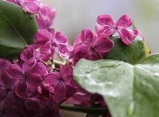 В Украине будет дождливо и пасмурно: синоптики рассказали, когда потеплеет 