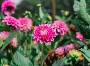 Георгины – украшения любого участка