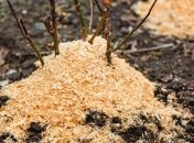 Опилки и стружка выступают защитниками огорода от заморозков