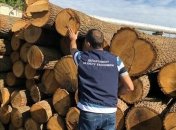 Незаконная вырубка леса: В Харьковской области проводят обыски лесхозов