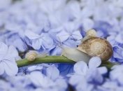 Слизни и улитки очень любят листву, стебли и саженцы