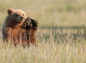 Сегодня - Всемирный день дикой природы