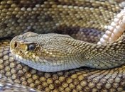 Ученые обнаружили останки древней змеи с задними конечностями