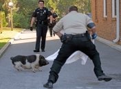 Попытки поймать хрюшку в США