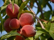 Чтобы персик хорошо родил летом, нужно позаботиться о его зимовке