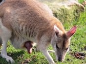 Ученые рассказали об общей судьбе динозавров и млекопитающих