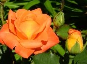 Музей-заповідник Коцюбинського кличе на прогулянку "зеленою експозицією"