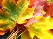 Погода на 2 сентября: часть Украины зальют дожди