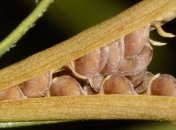 Ученые рассказали, какое растение вращается быстрее всего