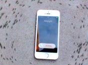 Муравьи водят хоровод вокруг iPhone (Видео)